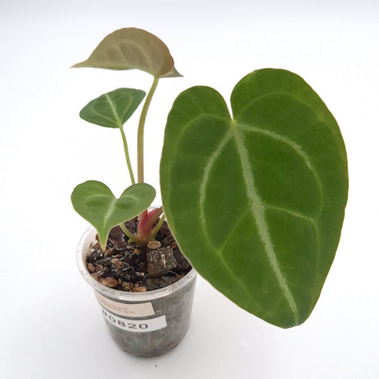 Anthurium magnificum #0820