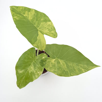 Alocasia gageana (aurea) #0718