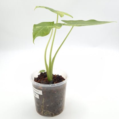 Alocasia gageana (aurea) #0718