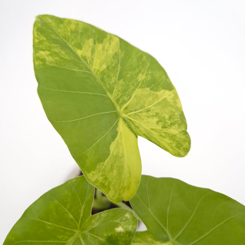 Alocasia gageana (aurea) #0718