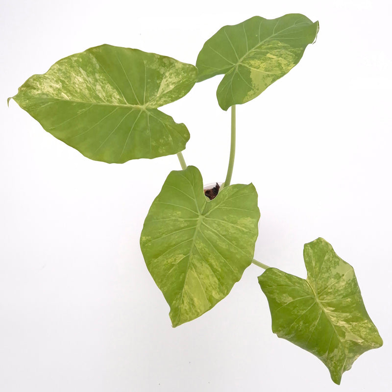 Alocasia gageana (aurea) #0713