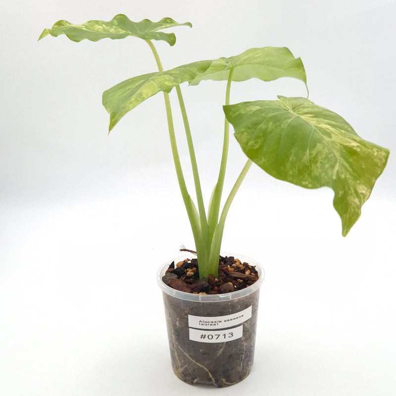 Alocasia gageana (aurea) #0713