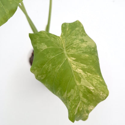 Alocasia gageana (aurea) #0713