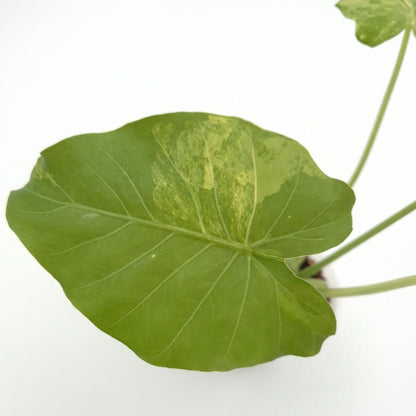 Alocasia gageana (aurea) #0713