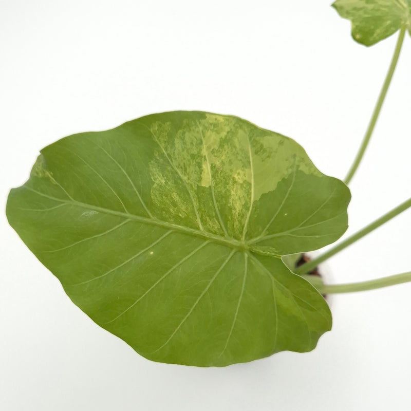 Alocasia gageana (aurea) #0713