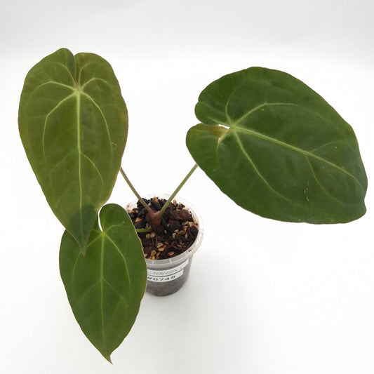 Anthurium 'Crystal Hope' x #0748