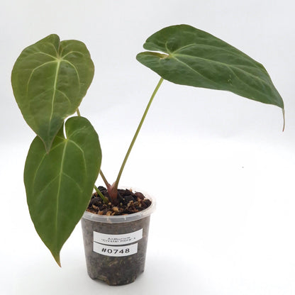 Anthurium 'Crystal Hope' x #0748