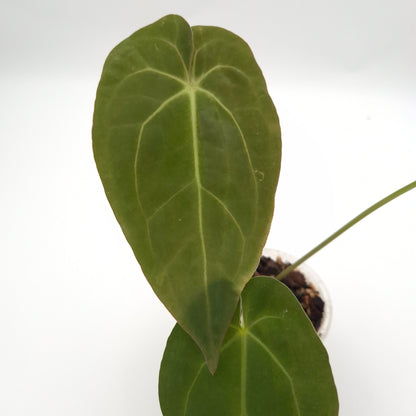 Anthurium 'Crystal Hope' x #0748