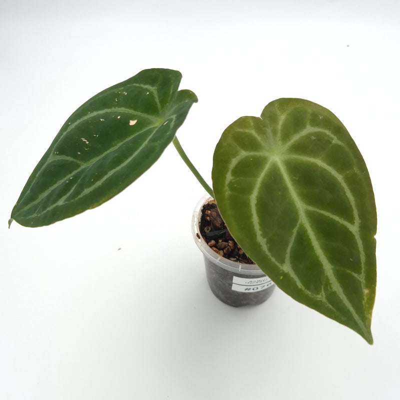 Anthurium (forgetii x) X #0761