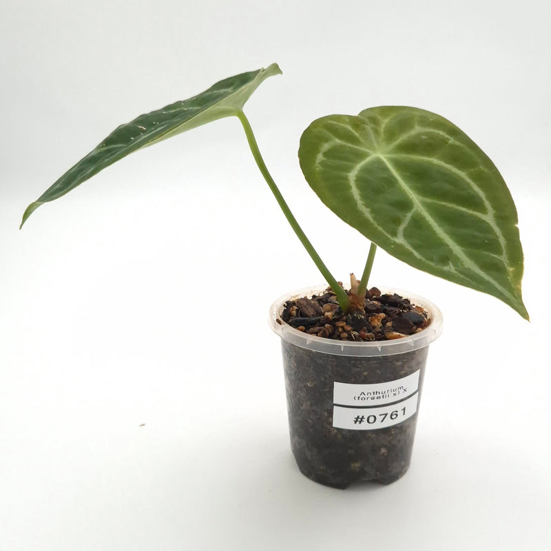 Anthurium (forgetii x) X #0761