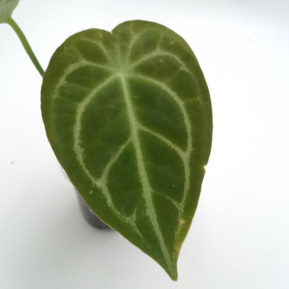 Anthurium (forgetii x) X #0761