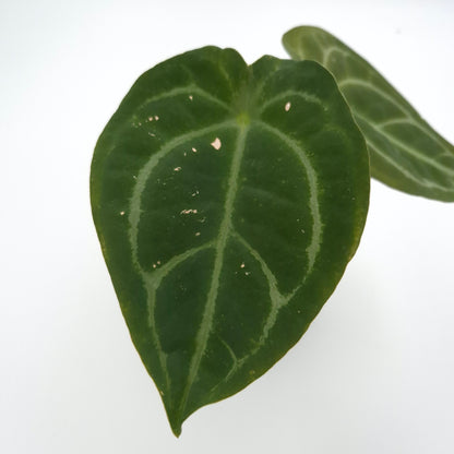 Anthurium (forgetii x) X #0761