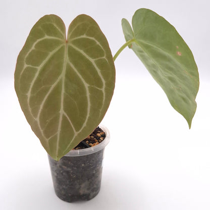 Anthurium (papillilaminum x) X crystallinum #0803