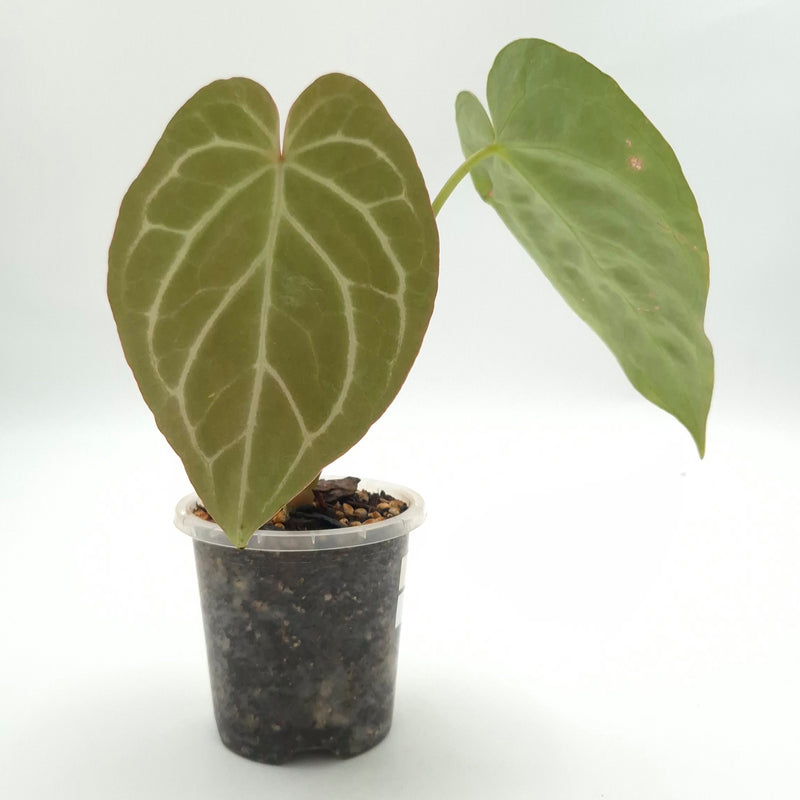 Anthurium (papillilaminum x) X crystallinum #0803