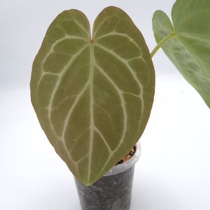 Anthurium (papillilaminum x) X crystallinum #0803