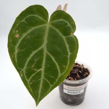 Anthurium (papillilaminum x) X crystallinum #0803