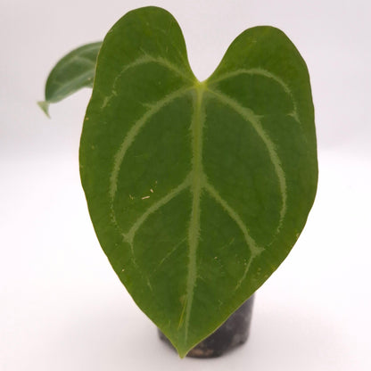 Anthurium 'Robyn G' NOID x #0758