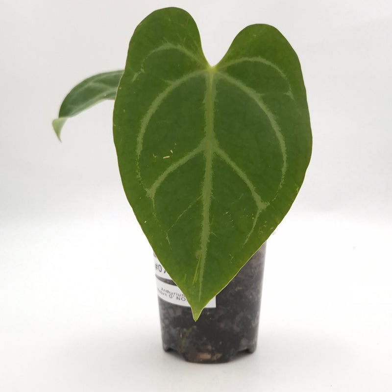 Anthurium 'Robyn G' NOID x #0758