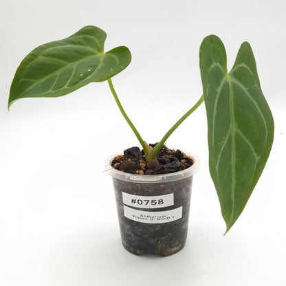 Anthurium 'Robyn G' NOID x #0758