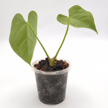 Anthurium 'Robyn G' NOID x #0758