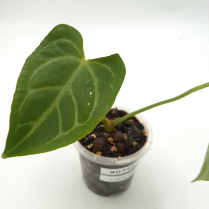 Anthurium 'Robyn G' NOID x #0758