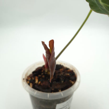 Anthurium 'Crystal Hope' x #0775