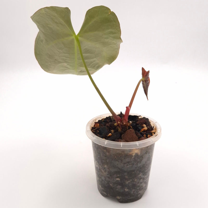 Anthurium 'Crystal Hope' x #0775