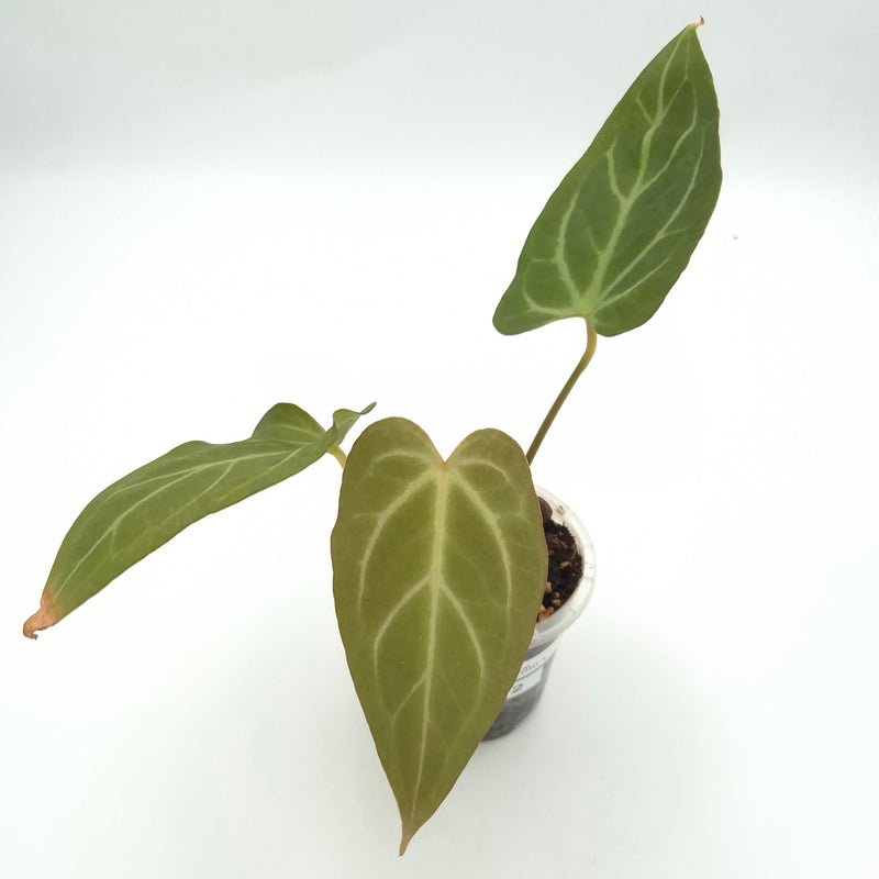 Anthurium 'Robyn G' NOID x #0812