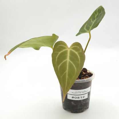 Anthurium 'Robyn G' NOID x #0812