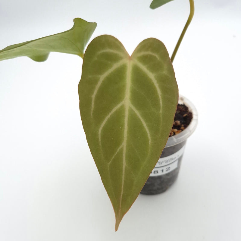 Anthurium 'Robyn G' NOID x #0812