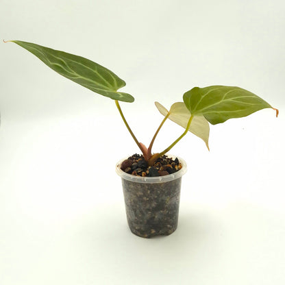 Anthurium 'Robyn G' NOID x #0812