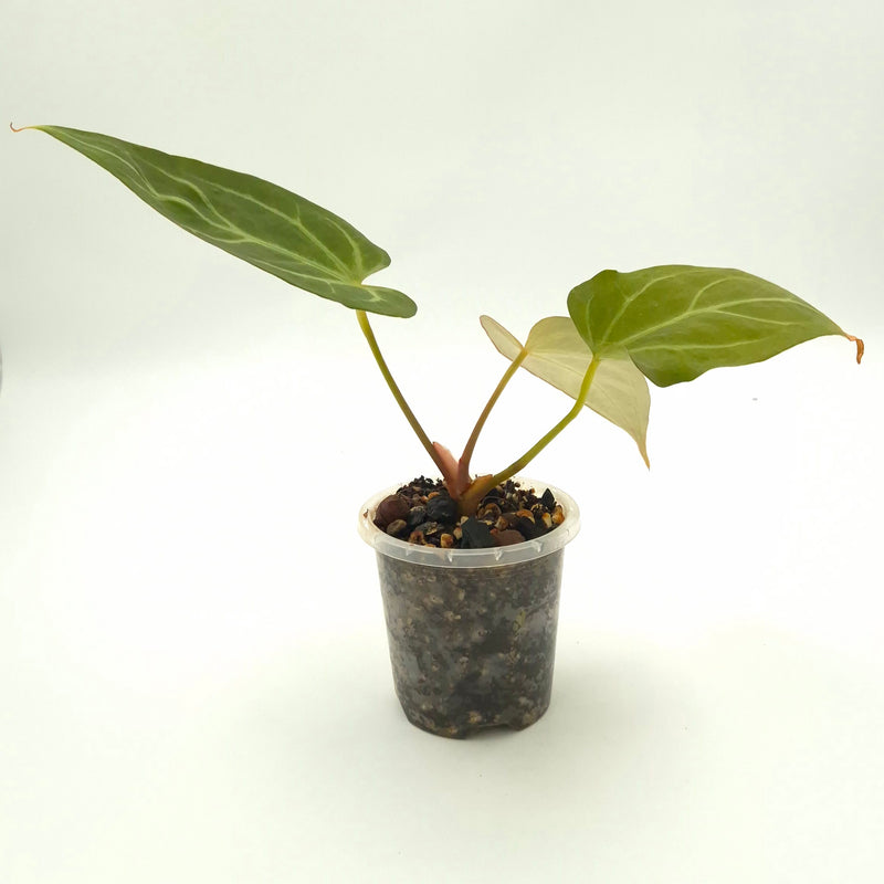 Anthurium 'Robyn G' NOID x #0812