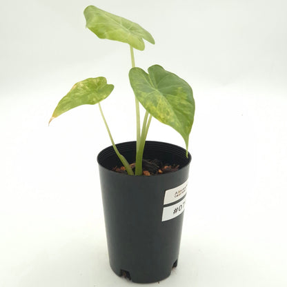 Alocasia gageana (aurea) #0744