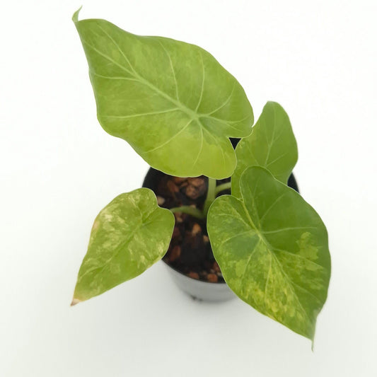 Alocasia gageana (aurea) #0744