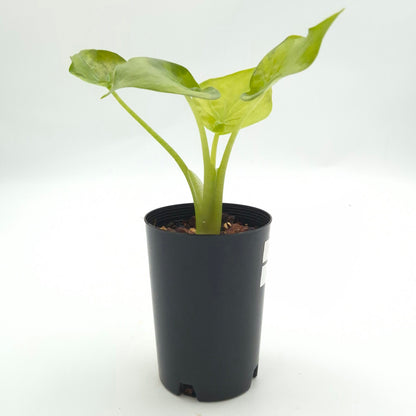 Alocasia cucullata (variegated) #0814