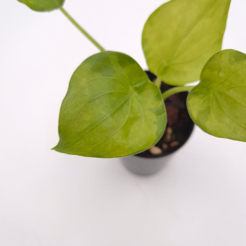 Alocasia cucullata (variegated) #0814