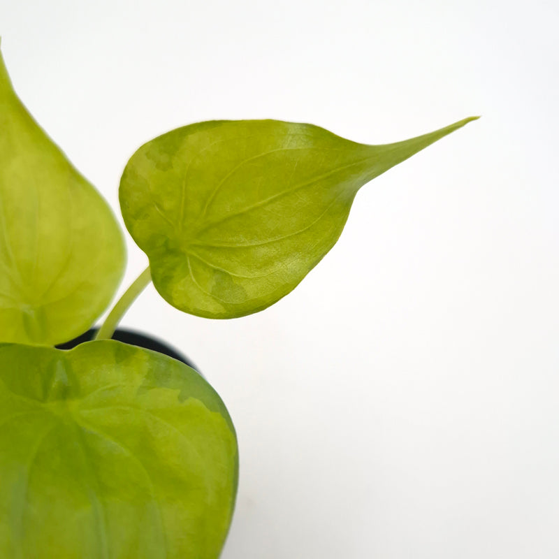 Alocasia cucullata (variegated) #0814