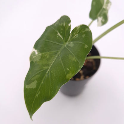 Alocasia odora 'Okinawa Silver' #0745