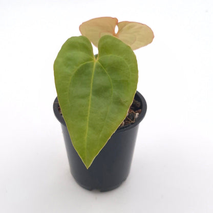 Anthurium 'Black Witch' (dressleri x luxurians) #0780