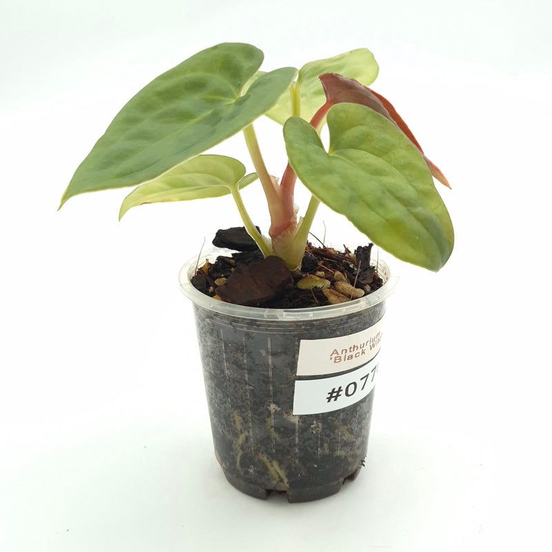 Anthurium 'Black Witch' (dressleri x luxurians) #0776