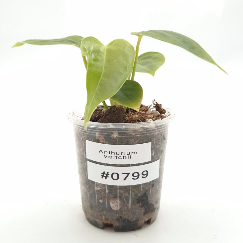 Anthurium veitchii #0799