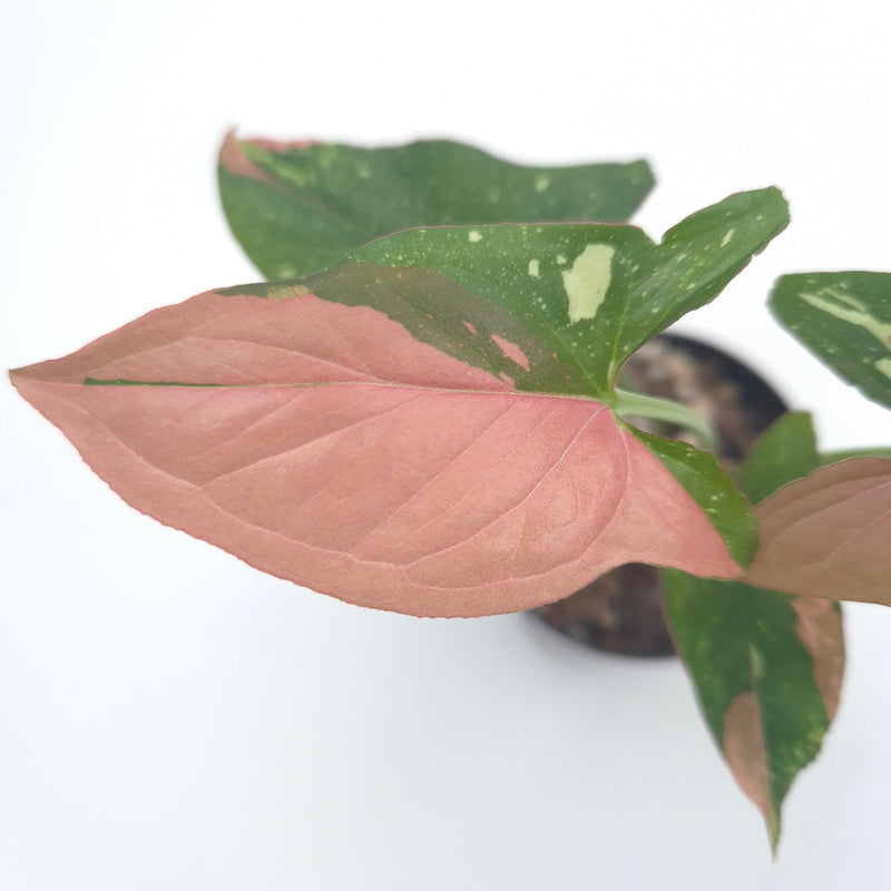 Syngonium podophyllum 'Red Spot Tricolour' #0794