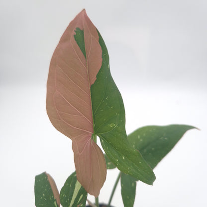 Syngonium podophyllum 'Red Spot Tricolour' #0791