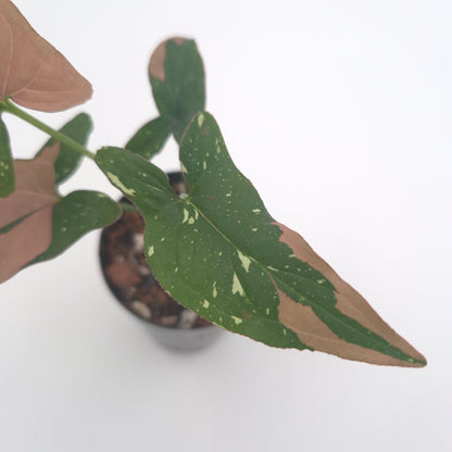 Syngonium podophyllum 'Red Spot Tricolour' #0798