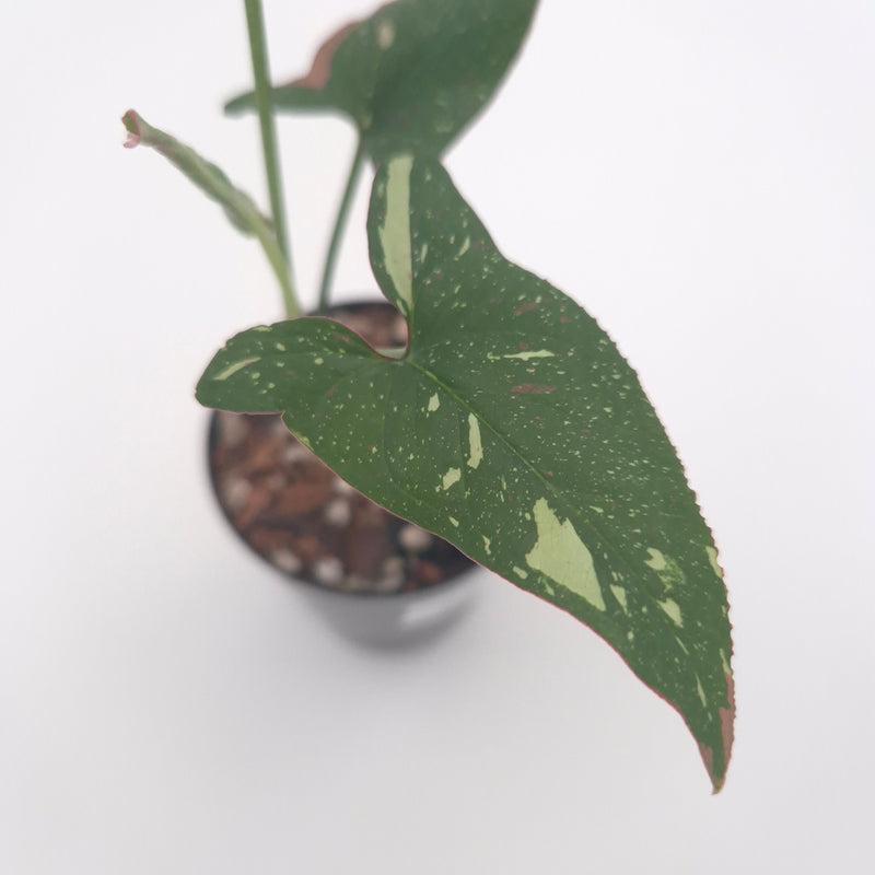 Syngonium podophyllum 'Red Spot Tricolour' #0787