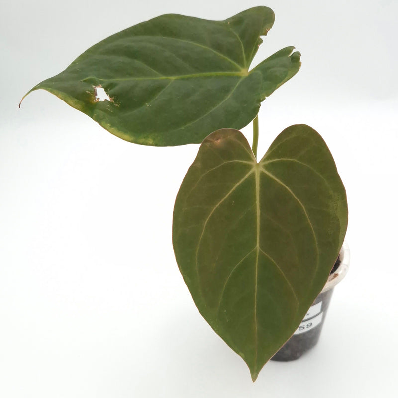 Anthurium (regale x) X #0759