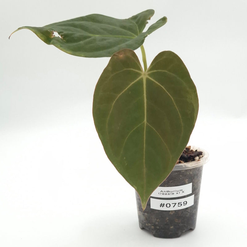 Anthurium (regale x) X #0759