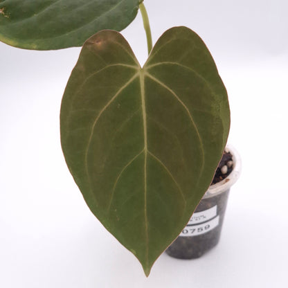 Anthurium (regale x) X #0759