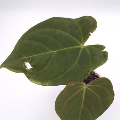 Anthurium (regale x) X #0759