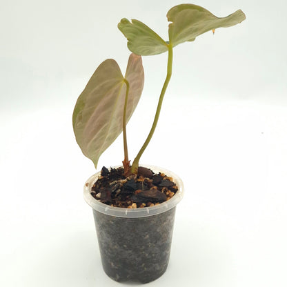 Anthurium (regale x) X #0759